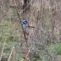 Malurus cyaneus (Superb Fairywren) at Bungendore, NSW - 22 Sep 2022 by clarehoneydove