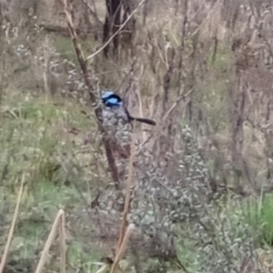 Malurus cyaneus at Bungendore, NSW - 22 Sep 2022 03:47 PM