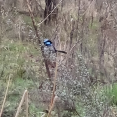 Malurus cyaneus (Superb Fairywren) at Bungendore, NSW - 22 Sep 2022 by clarehoneydove