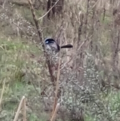 Malurus cyaneus at Bungendore, NSW - 22 Sep 2022 03:47 PM