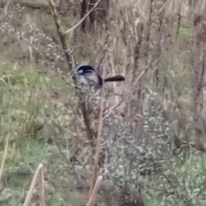 Malurus cyaneus at Bungendore, NSW - 22 Sep 2022