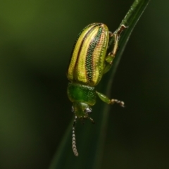 Calomela juncta (Leaf beetle) at Murrumbateman, NSW - 22 Sep 2022 by amiessmacro