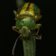 Calomela juncta at Murrumbateman, NSW - 22 Sep 2022