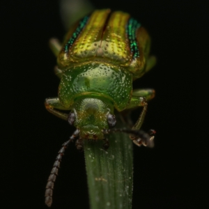 Calomela juncta at Murrumbateman, NSW - 22 Sep 2022