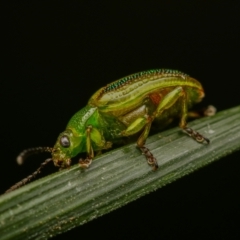 Calomela juncta at Murrumbateman, NSW - 22 Sep 2022 04:37 PM