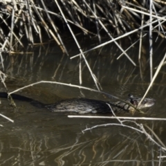 Hydromys chrysogaster (Rakali or Water Rat) at Undefined - 29 Jun 2021 by Waterwatch