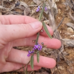 Hovea heterophylla at Bungendore, NSW - 22 Sep 2022