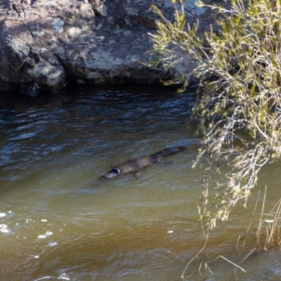 Ornithorhynchus anatinus (Platypus) at Molonglo Gorge - 11 Oct 2022 by Waterwatch