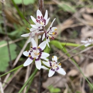 Wurmbea dioica subsp. dioica at Jerrabomberra, NSW - 22 Sep 2022