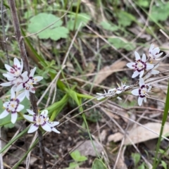 Wurmbea dioica subsp. dioica at Jerrabomberra, NSW - 22 Sep 2022