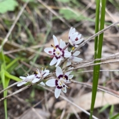 Wurmbea dioica subsp. dioica at Jerrabomberra, NSW - 22 Sep 2022