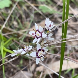 Wurmbea dioica subsp. dioica at Jerrabomberra, NSW - 22 Sep 2022