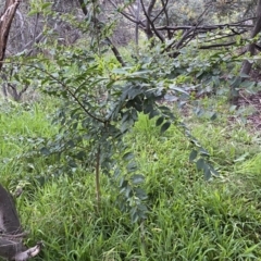Ligustrum sinense (Narrow-leaf Privet, Chinese Privet) at Jerrabomberra, NSW - 22 Sep 2022 by SteveBorkowskis