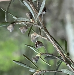 Kunzea ericoides (Burgan) at Jerrabomberra, NSW - 22 Sep 2022 by Steve_Bok