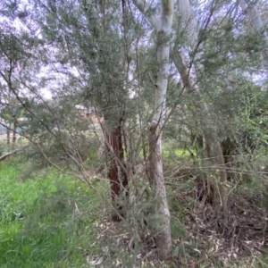 Kunzea ericoides at Jerrabomberra, NSW - 22 Sep 2022