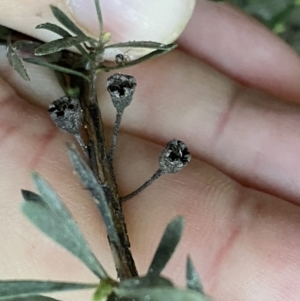 Kunzea ericoides at Jerrabomberra, NSW - 22 Sep 2022 05:34 PM