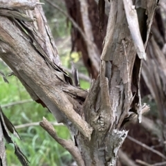 Kunzea ericoides at Jerrabomberra, NSW - 22 Sep 2022