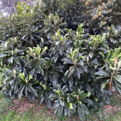 Eriobotrya japonica (Loquat) at Jerrabomberra, NSW - 22 Sep 2022 by SteveBorkowskis