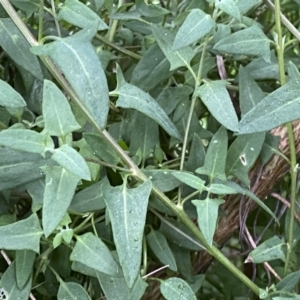 Einadia nutans subsp. nutans at Jerrabomberra, NSW - 22 Sep 2022