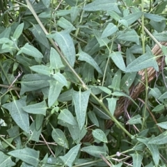 Einadia nutans subsp. nutans at Jerrabomberra, NSW - 22 Sep 2022