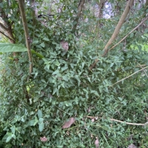 Einadia nutans subsp. nutans at Jerrabomberra, NSW - 22 Sep 2022
