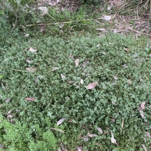 Einadia nutans subsp. nutans at Jerrabomberra, NSW - 22 Sep 2022