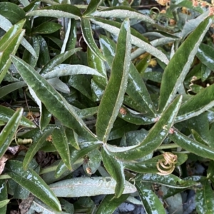 Passiflora caerulea at Jerrabomberra, NSW - 22 Sep 2022