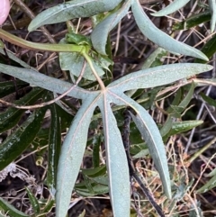 Passiflora caerulea at Jerrabomberra, NSW - 22 Sep 2022