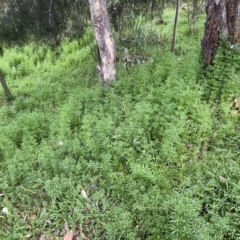 Galium aparine (Goosegrass, Cleavers) at Jerrabomberra, NSW - 22 Sep 2022 by Steve_Bok