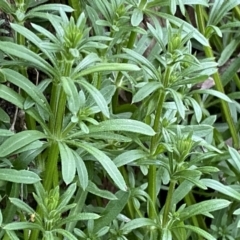 Galium aparine at Jerrabomberra, NSW - 22 Sep 2022