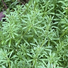 Galium aparine at Jerrabomberra, NSW - 22 Sep 2022