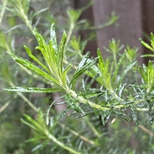 Cassinia aculeata subsp. aculeata at Jerrabomberra, NSW - 22 Sep 2022 05:08 PM