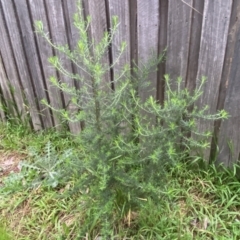 Cassinia aculeata subsp. aculeata at Jerrabomberra, NSW - 22 Sep 2022 05:08 PM