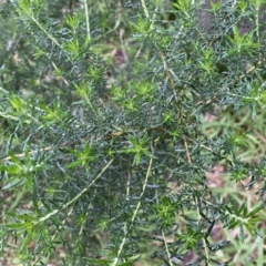 Cassinia aculeata subsp. aculeata at Jerrabomberra, NSW - 22 Sep 2022 05:08 PM