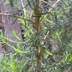 Cassinia aculeata subsp. aculeata at Jerrabomberra, NSW - 22 Sep 2022