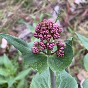 Centranthus ruber at Jerrabomberra, NSW - 22 Sep 2022 05:07 PM