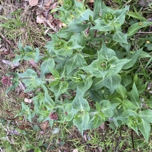 Centranthus ruber at Jerrabomberra, NSW - 22 Sep 2022