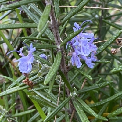 Rosmarinus officinalis (Rosemary) at Jerrabomberra, NSW - 22 Sep 2022 by SteveBorkowskis