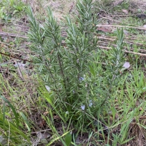 Rosmarinus officinalis at Jerrabomberra, NSW - 22 Sep 2022 05:03 PM