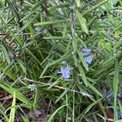 Rosmarinus officinalis at Jerrabomberra, NSW - 22 Sep 2022