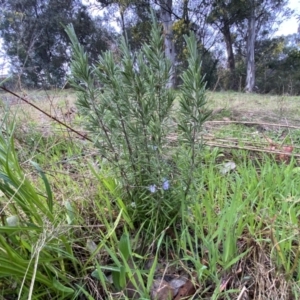 Rosmarinus officinalis at Jerrabomberra, NSW - 22 Sep 2022 05:03 PM