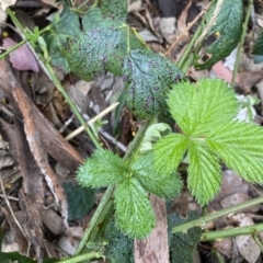 Rubus anglocandicans (Blackberry) at Jerrabomberra, NSW - 22 Sep 2022 by Steve_Bok