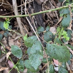 Rubus anglocandicans at Jerrabomberra, NSW - 22 Sep 2022 05:02 PM