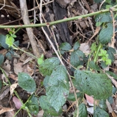 Rubus anglocandicans at Jerrabomberra, NSW - 22 Sep 2022