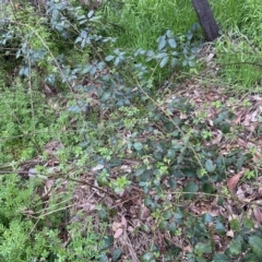 Rubus anglocandicans at Jerrabomberra, NSW - 22 Sep 2022