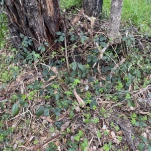 Rubus anglocandicans at Jerrabomberra, NSW - 22 Sep 2022