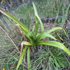 Agapanthus praecox subsp. orientalis (Agapanthus) at Jerrabomberra, NSW - 22 Sep 2022 by SteveBorkowskis