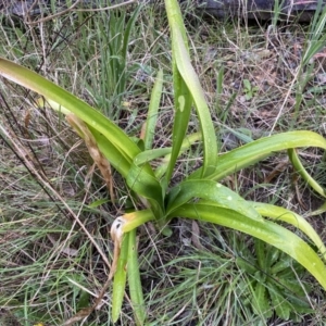 Agapanthus praecox subsp. orientalis at Jerrabomberra, NSW - 22 Sep 2022