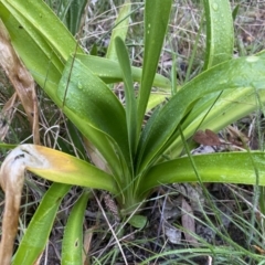 Agapanthus praecox subsp. orientalis at Jerrabomberra, NSW - 22 Sep 2022 04:59 PM