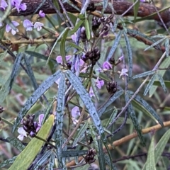 Glycine clandestina (Twining Glycine) at Jerrabomberra, NSW - 22 Sep 2022 by SteveBorkowskis